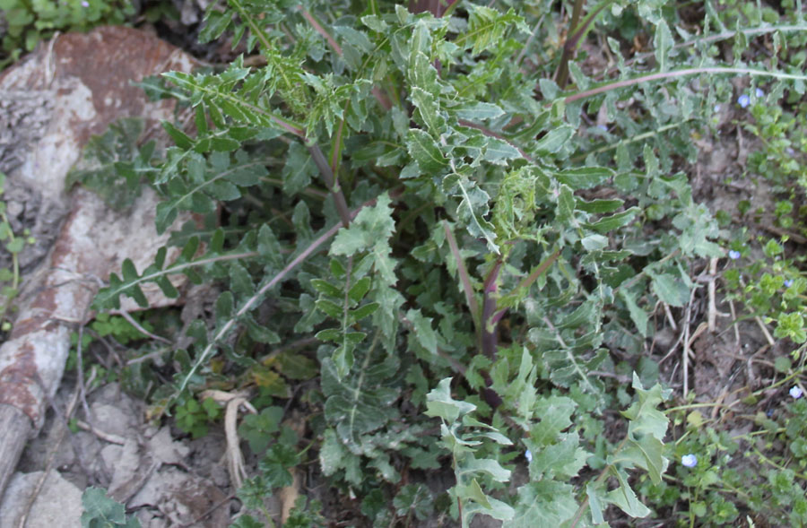 sonchus oleraceus o asper